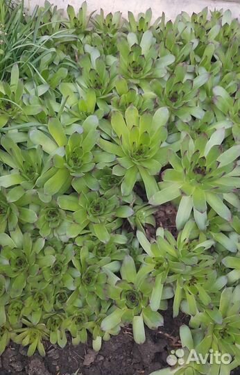 Каменная роза