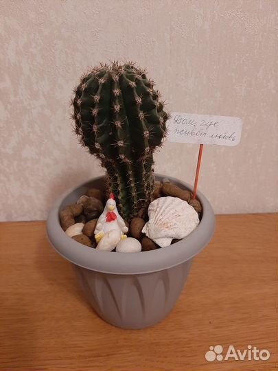 Композиции из кактусов 