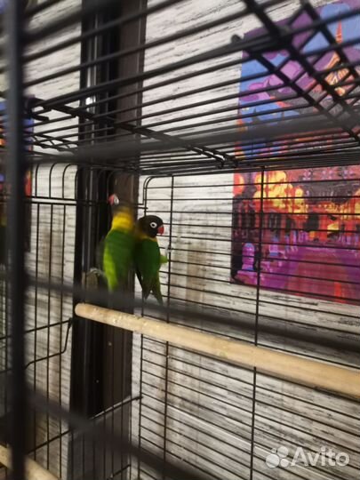 Пара неразлучников с клеткой