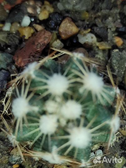 Ацтекиум,Люти,Навахоа,Эскобария