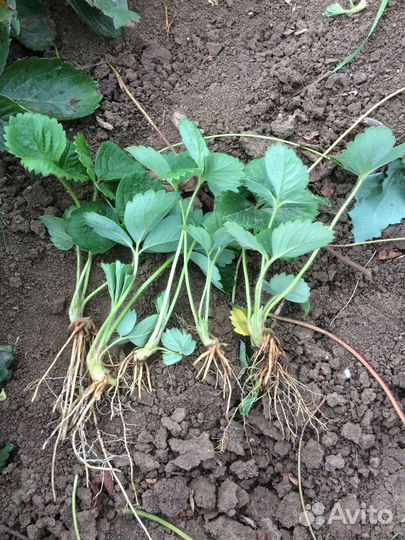 Рассада клубники азия