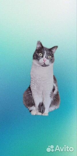Кошка ищет дом