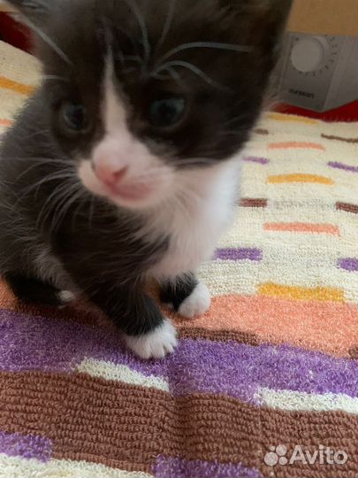 Котята