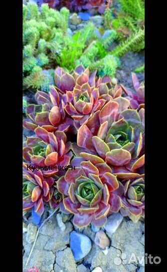 Набор каменных роз