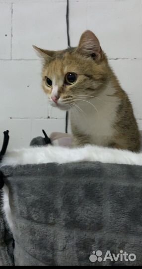 Кошка в добрые руки
