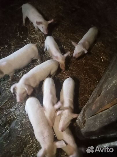 Поросята ландрас