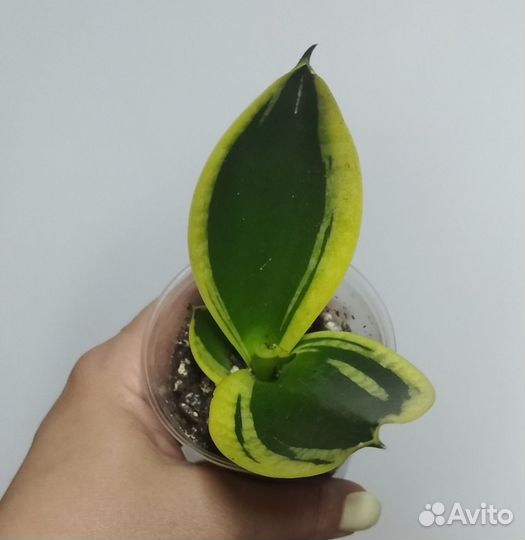 Сансевиерии ханни крео