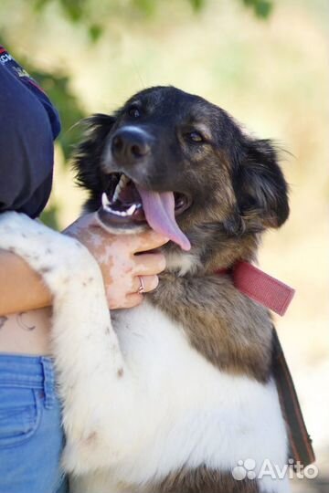 В добрые руки