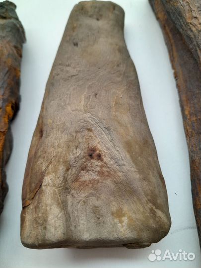 Окаменелое дерево