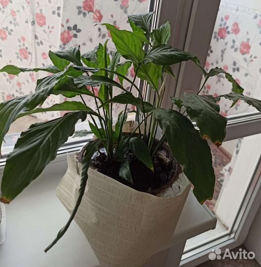 Спатифиллум. *Женское счастье