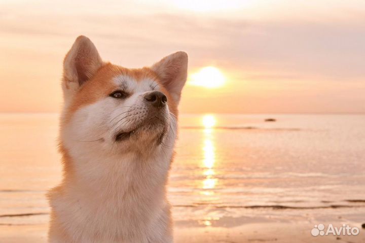 Услуги кинолога / дрессировка собак