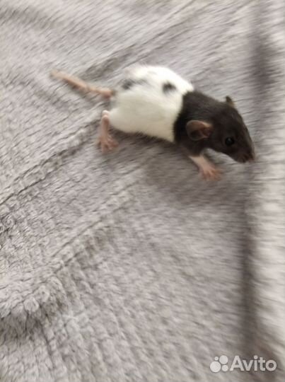 Декоративная крыска мальчик