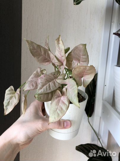 Сортовые сингониумы