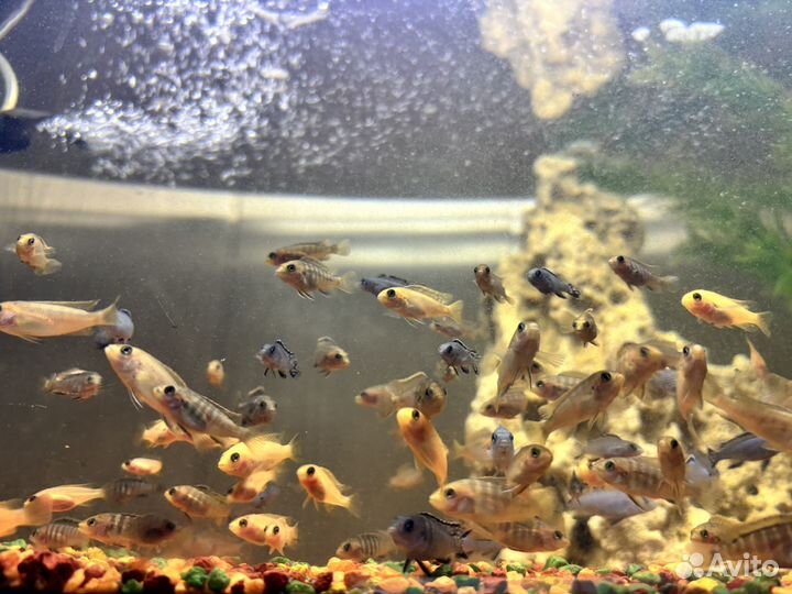 Рыбки цихлиды