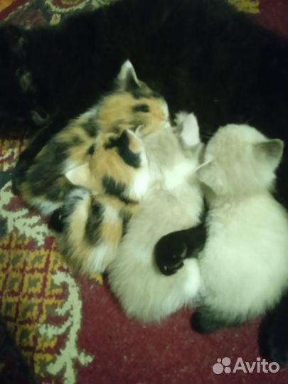 Кошки