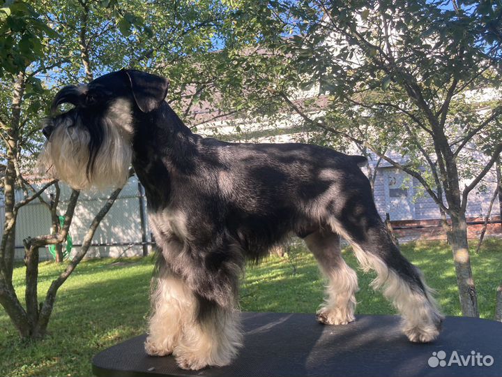 Цвергшнауцер вязка