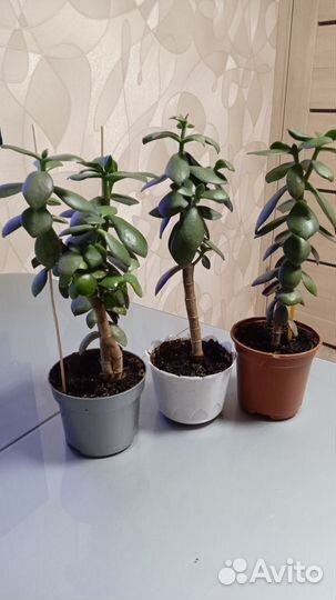 Денежное дерево толстянка