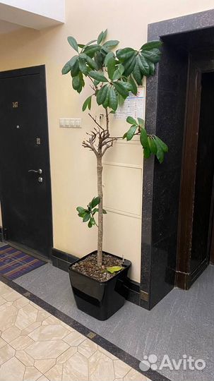 Пальма в кашпо