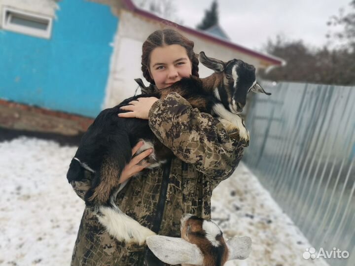 Козёл Тёма