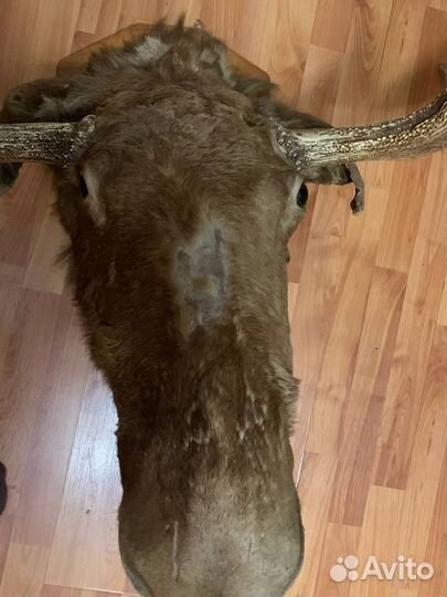 Чучело головы лося