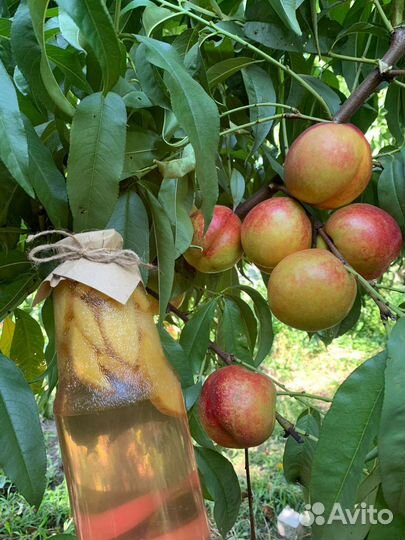 Домашние компоты