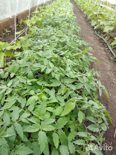 Рассада арбузов