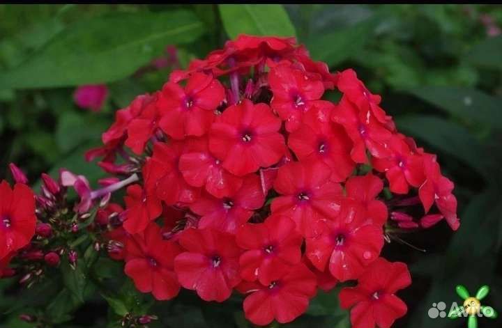 Флоксы/лиатрис/лилия