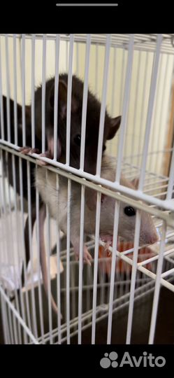 Крысы дамбо девочки