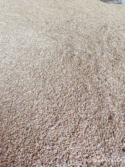 Продам овес ячмень