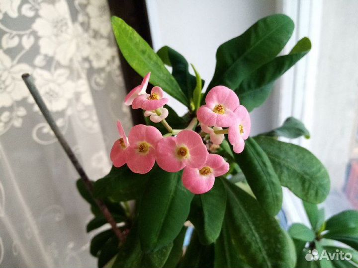 Кислица, молочай