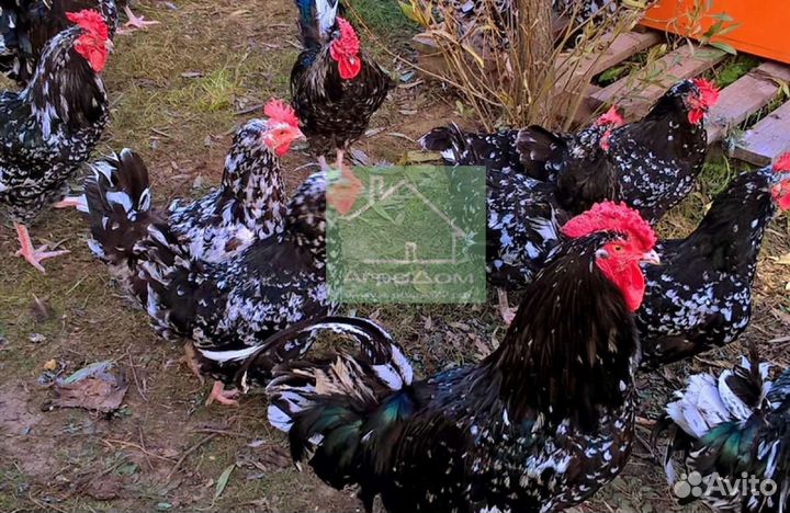 Инкубационное яйцо марана, австралорпа, виандота