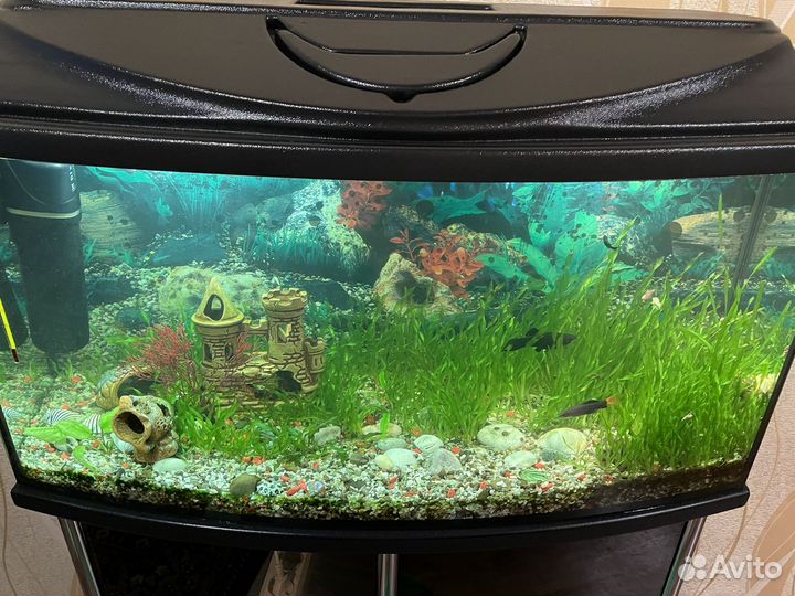 Аквариумные растения