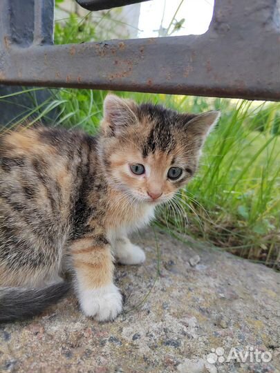 Трехцветный котенок девочка