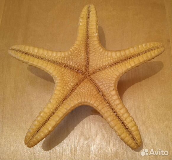 Морская звезда