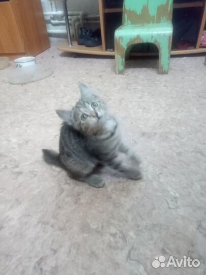 Котята отдам бесплатно