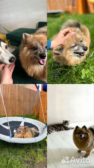 Выгул передержка собак район ул Аксакова ЖК Восток