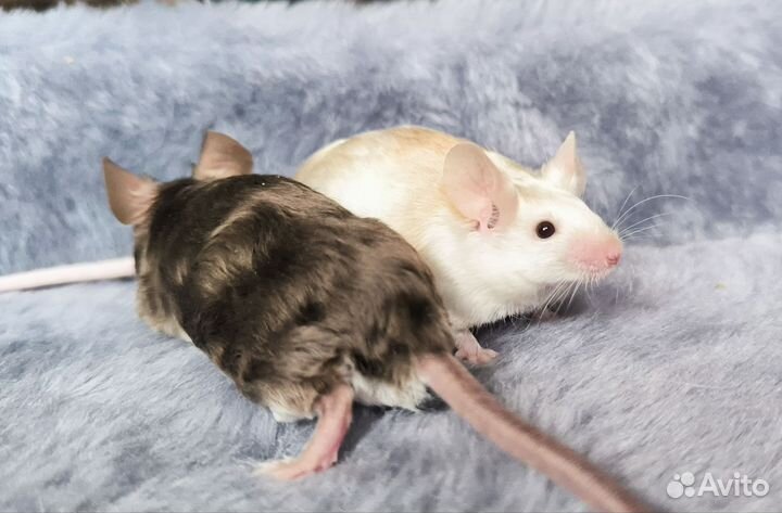 Декоративные сатиновые мыши