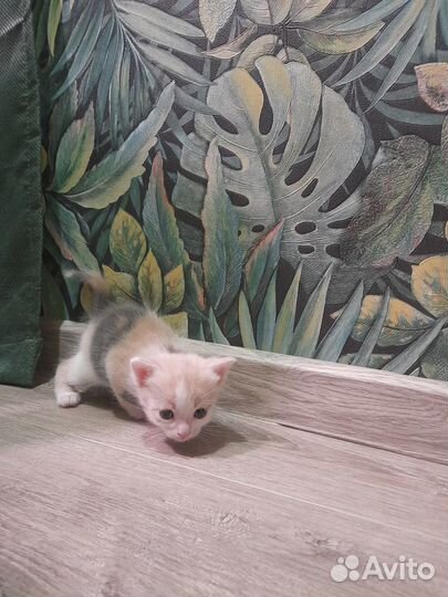 Котята в добрые руки даром
