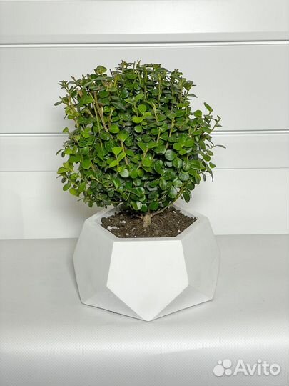 Бонсай мирсина XL дерево подарок букет цветы