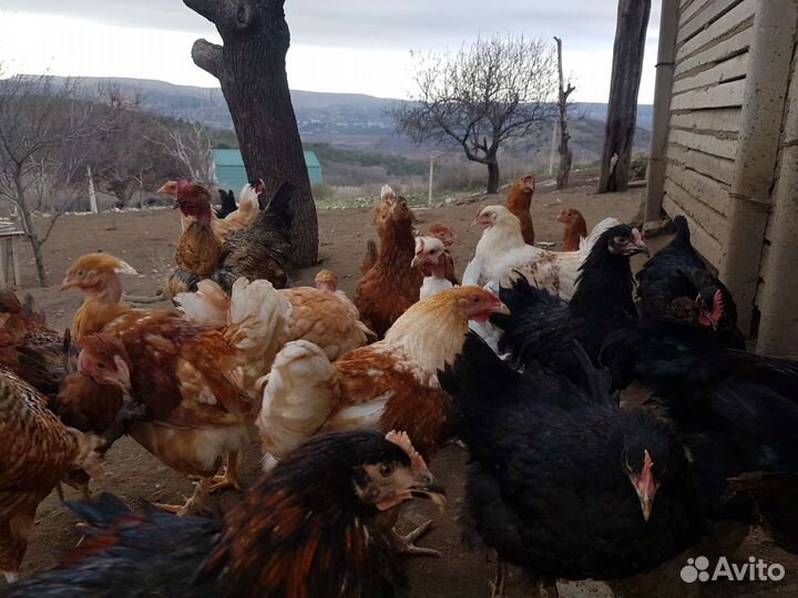 Куры индоутки гуси