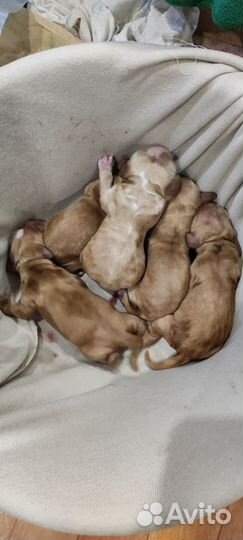 Щенки спаниеля