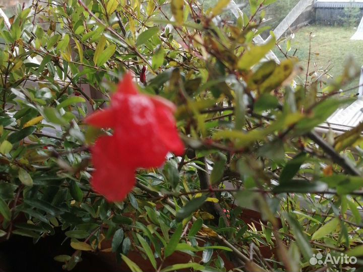 Гранат комнатный