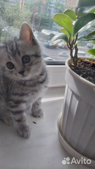Отдам шотландских котят