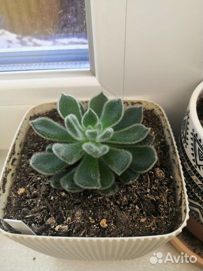 Эхеверия атласная