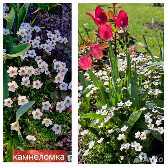 Почвопокровные растения