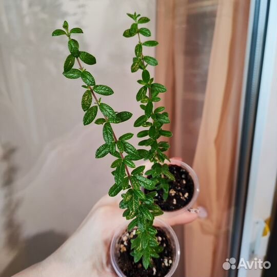 Комнатные цветы