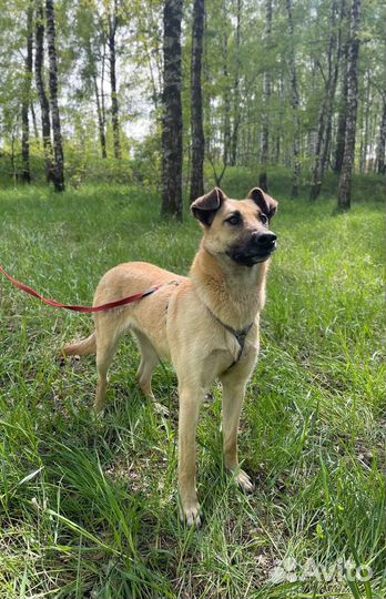 Ласковая Лира в поиске дома