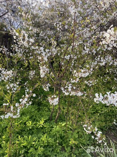 Вишня родительская