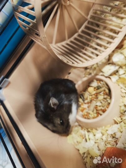 Джунгарский хомяк