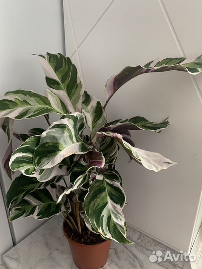 Калатея Фьжн Вайт